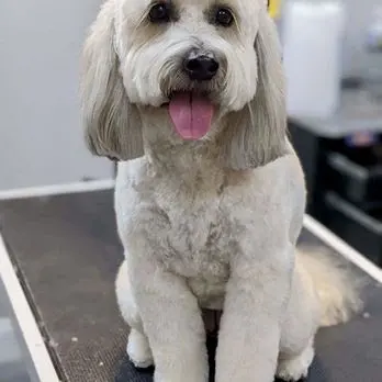 The Pampered Pooch Pet Resort — customer photo 2
