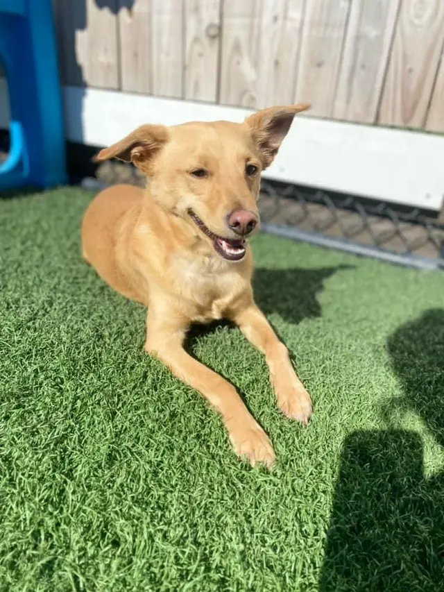 The Pampered Pooch Pet Resort — customer photo 1