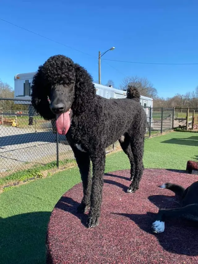 The Pampered Pooch Pet Resort — customer photo 10