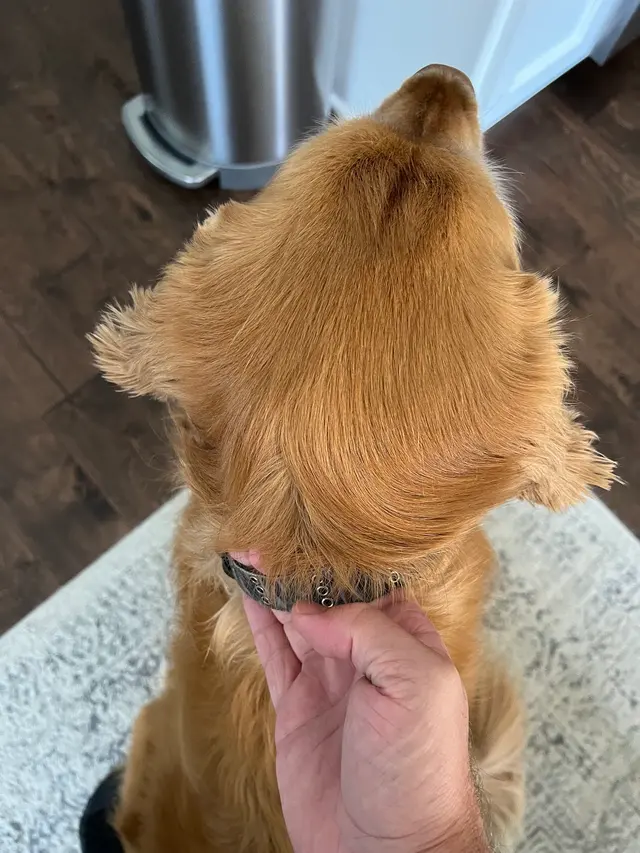 The Pampered Pooch Pet Resort — customer photo 6