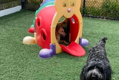The Pampered Pooch Pet Resort — customer photo 11
