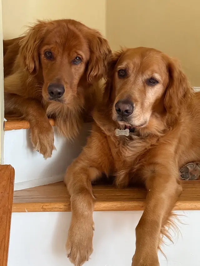 The Pampered Pooch Pet Resort — customer photo 5