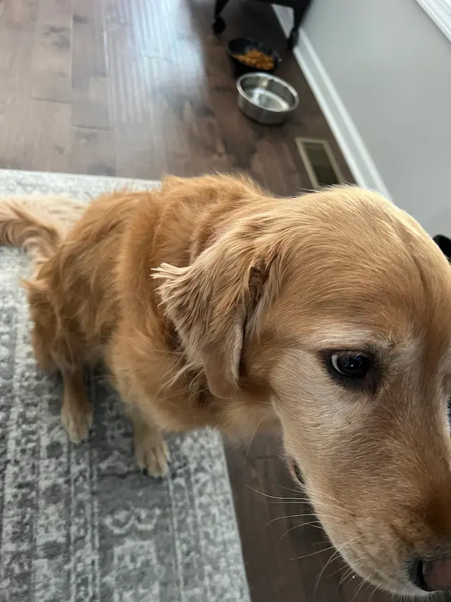 The Pampered Pooch Pet Resort — customer photo 7