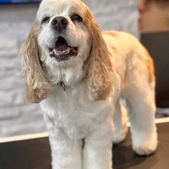 The Pampered Pooch Pet Resort — customer photo 4