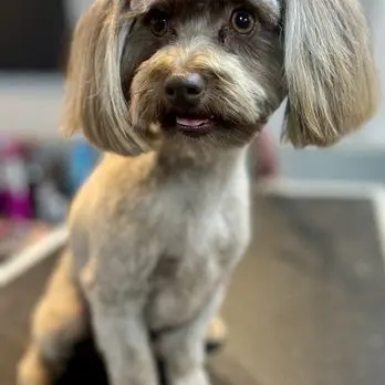 The Pampered Pooch Pet Resort — customer photo 8
