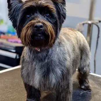 The Pampered Pooch Pet Resort — customer photo 3