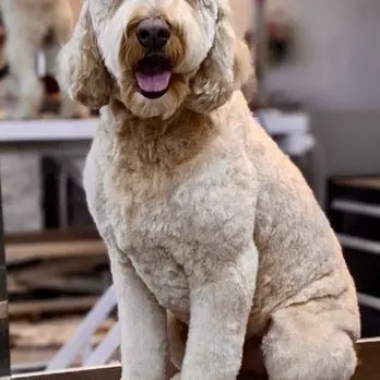 The Pampered Pooch Pet Resort — customer photo 9
