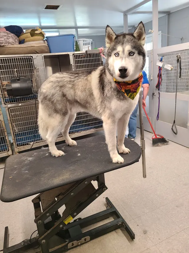 Hillcrest Kennel and Grooming — photo from the business 6