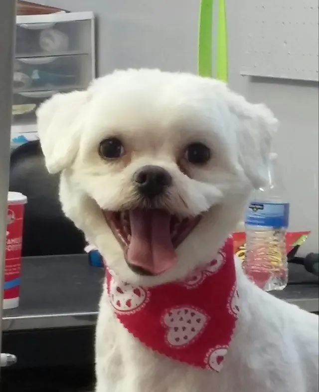 Hillcrest Kennel and Grooming — customer photo 5