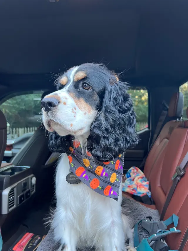 Hillcrest Kennel and Grooming — customer photo 11