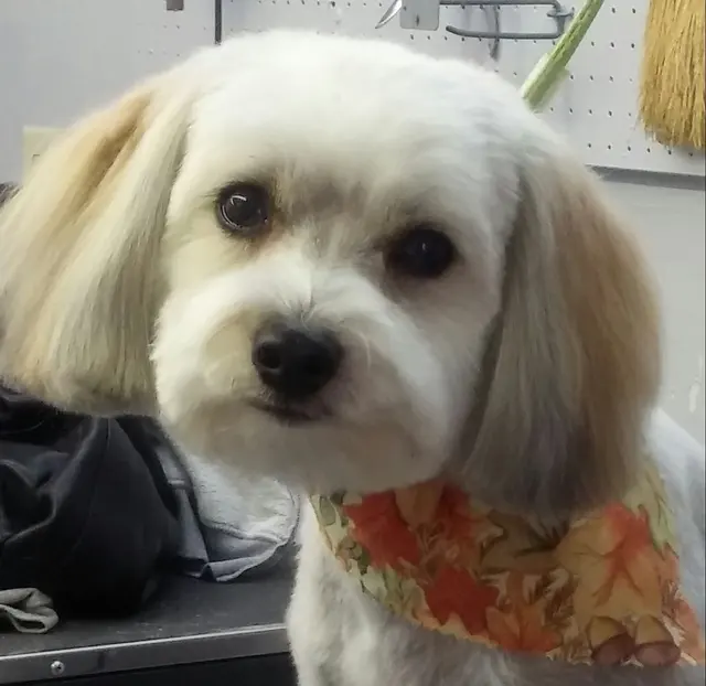 Hillcrest Kennel and Grooming — customer photo 12