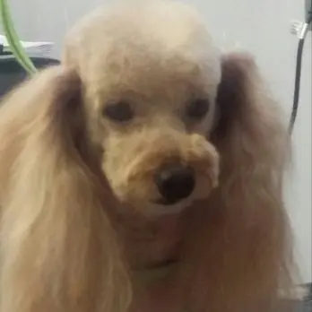 Hillcrest Kennel and Grooming — customer photo 1
