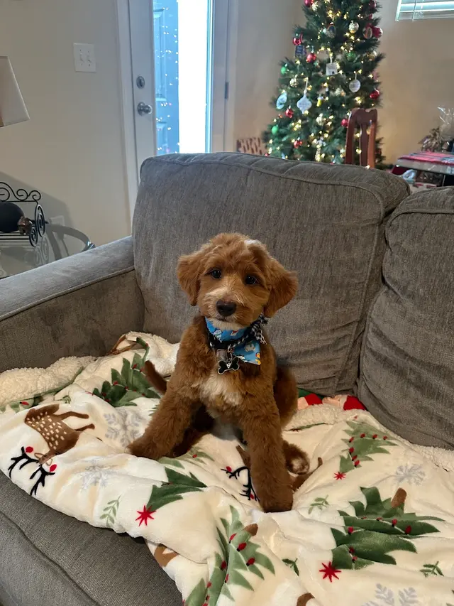Hillcrest Kennel and Grooming — customer photo 8