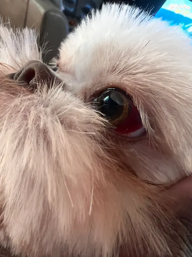 Hillcrest Kennel and Grooming — customer photo 9