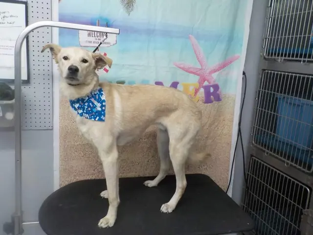 Hillcrest Kennel and Grooming — customer photo 10