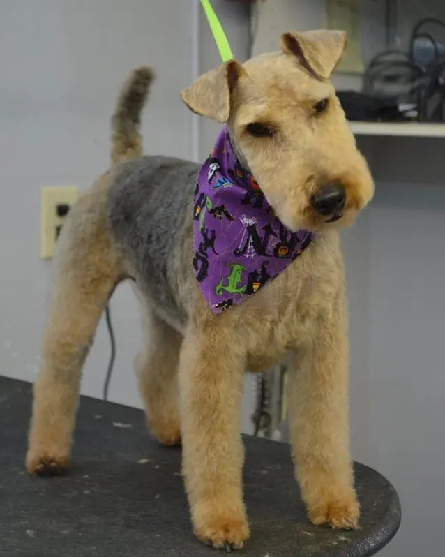 Hillcrest Kennel and Grooming — customer photo 3