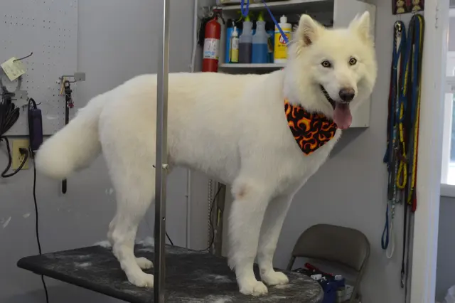 Hillcrest Kennel and Grooming — customer photo 4