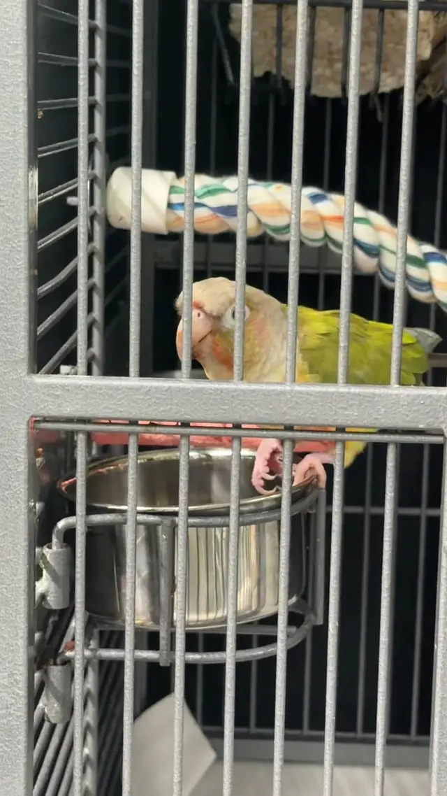 Customer photo of work by GreyHaven Exotic Pet Boarding, from Abby Williams's review