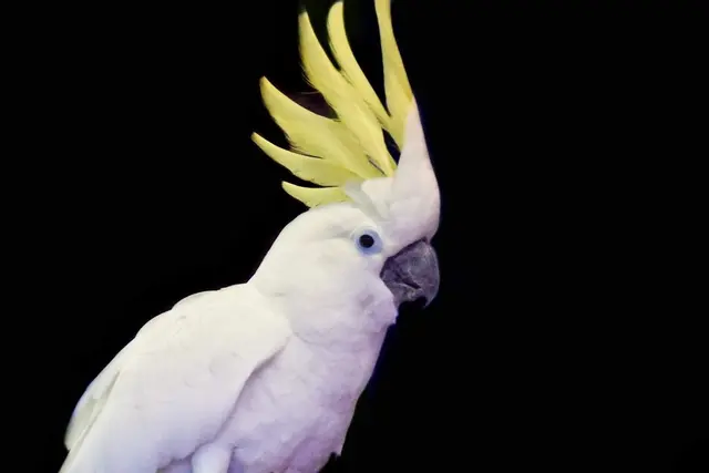 Customer photo of work by GreyHaven Exotic Pet Boarding, from parker davis's review