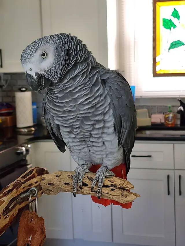 GreyHaven Exotic Pet Boarding — customer photo 3