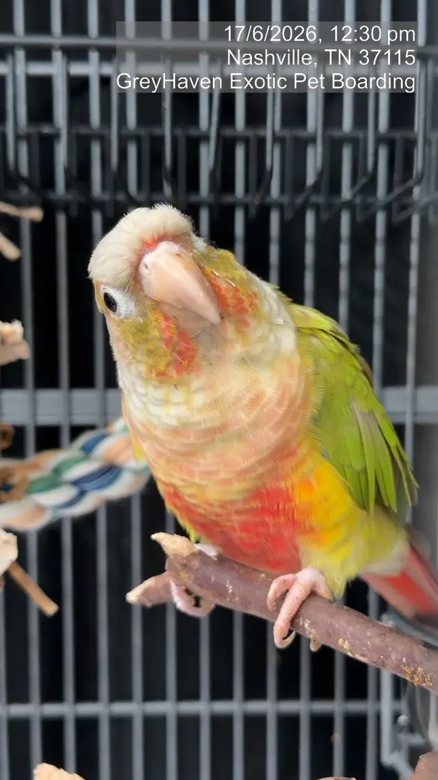 Customer photo of work by GreyHaven Exotic Pet Boarding, from Abby Williams's review