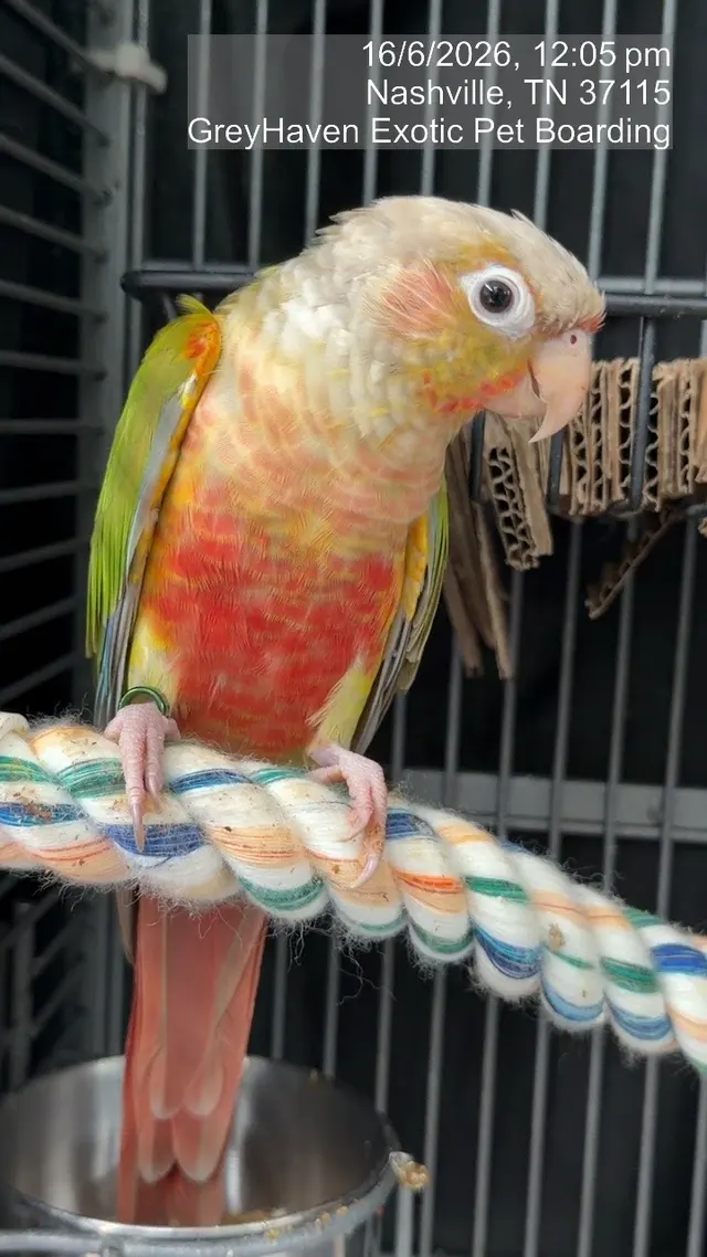 Customer photo of work by GreyHaven Exotic Pet Boarding, from Abby Williams's review