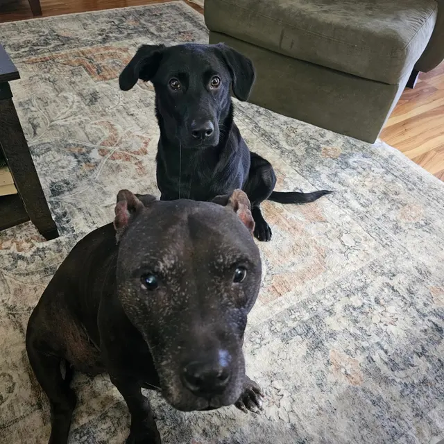 Homeward Bound Services — customer photo 11
