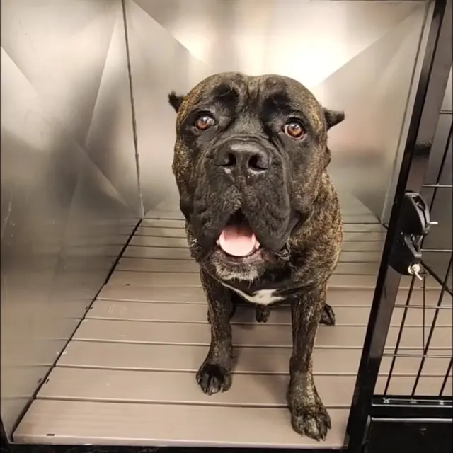 RTS Pet Concierge (Formerly Baronne Street Pets) — photo from the business 4