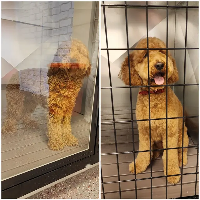 RTS Pet Concierge (Formerly Baronne Street Pets) — photo from the business 12