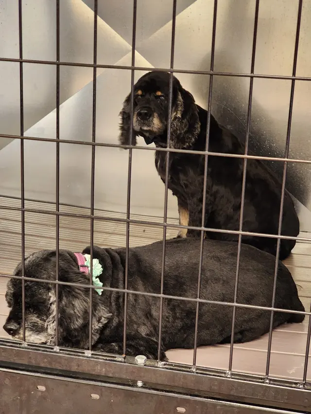 RTS Pet Concierge (Formerly Baronne Street Pets) — photo from the business 9
