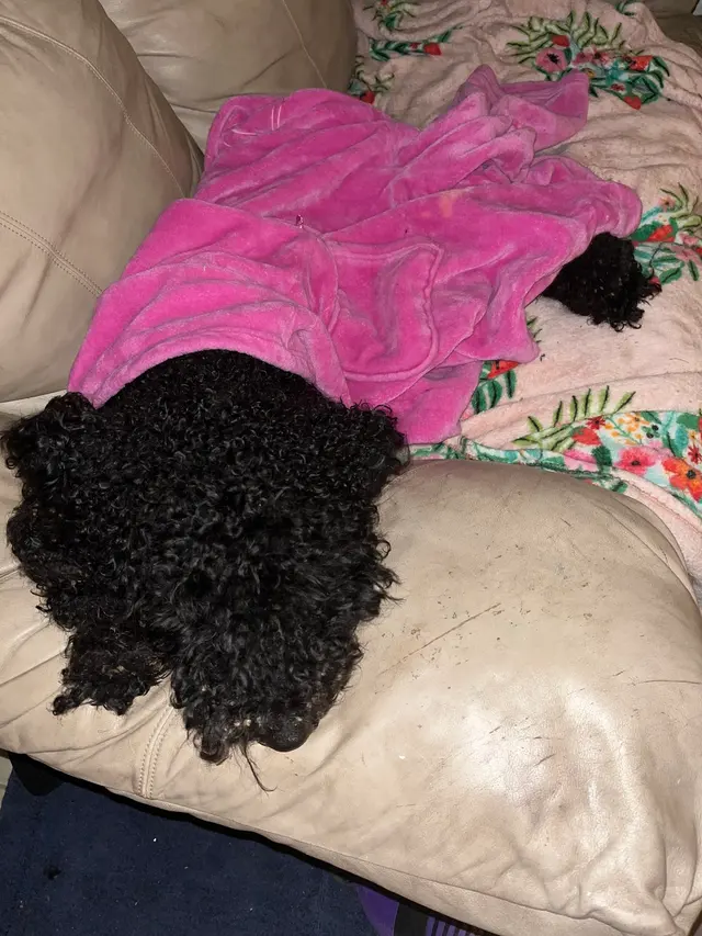 Customer photo of work by RTS Pet Concierge (Formerly Baronne Street Pets), from Jojo Simmons's review