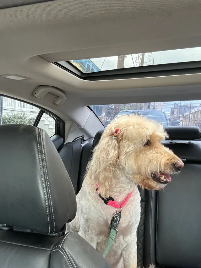 RTS Pet Concierge (Formerly Baronne Street Pets) — customer photo 5