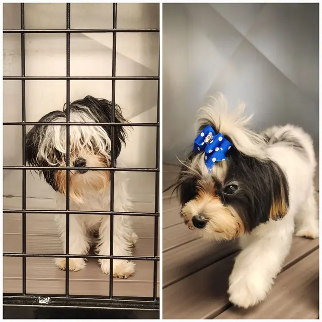 RTS Pet Concierge (Formerly Baronne Street Pets) — photo from the business 6