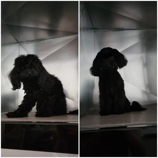 RTS Pet Concierge (Formerly Baronne Street Pets) — photo from the business 10