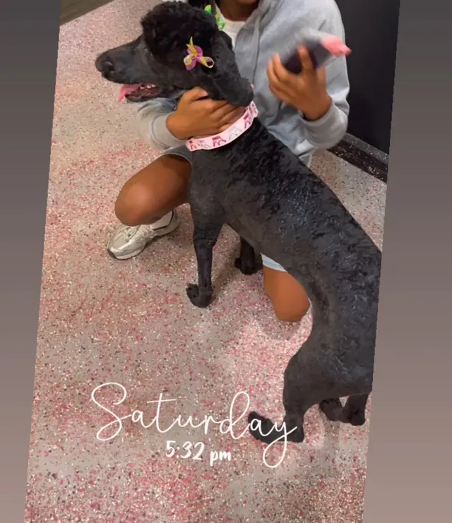 Customer photo of work by RTS Pet Concierge (Formerly Baronne Street Pets), from Jojo Simmons's review