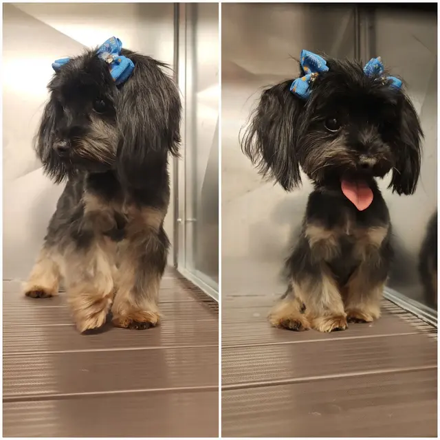 RTS Pet Concierge (Formerly Baronne Street Pets) — photo from the business 7