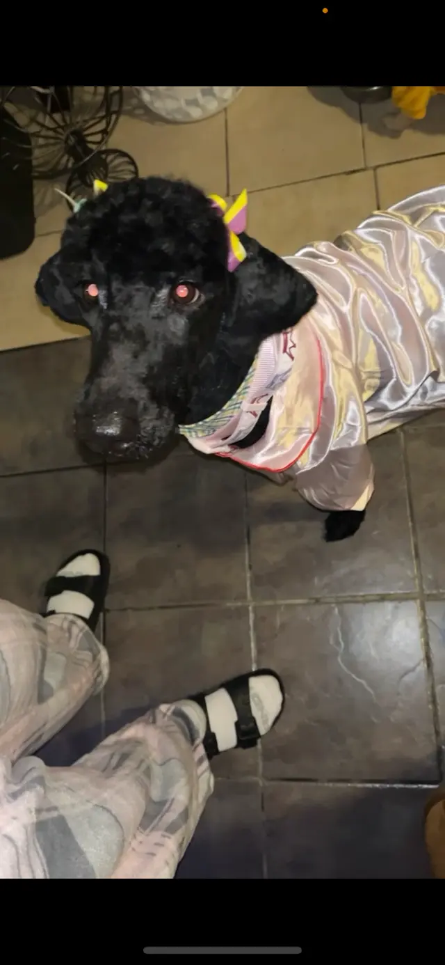 Customer photo of work by RTS Pet Concierge (Formerly Baronne Street Pets), from Jojo Simmons's review