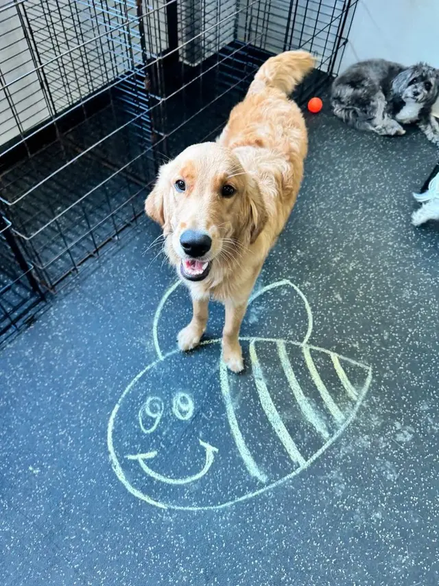 Dogtopia of New Orleans — photo from the business 9