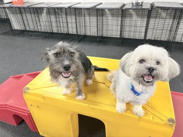 Dogtopia of New Orleans — photo from the business 11