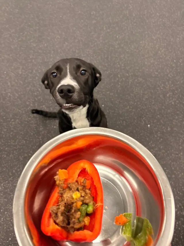 Dogtopia of New Orleans — photo from the business 10
