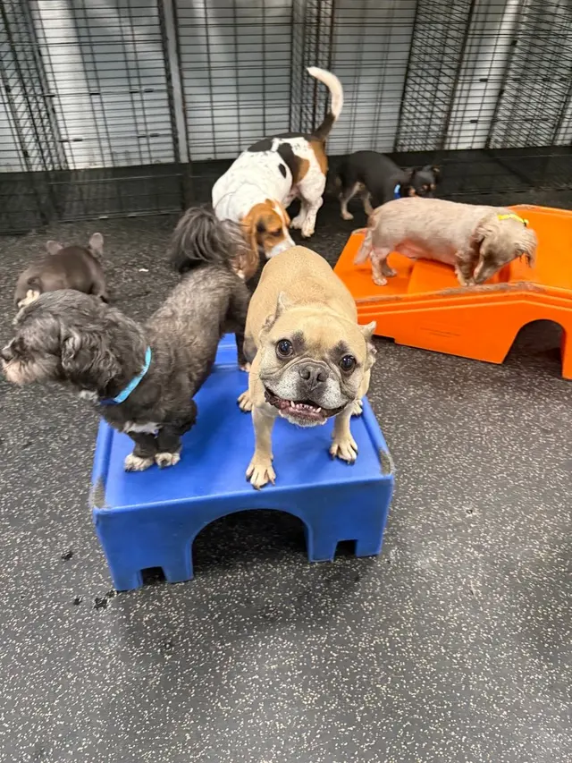Dogtopia of New Orleans — photo from the business 2