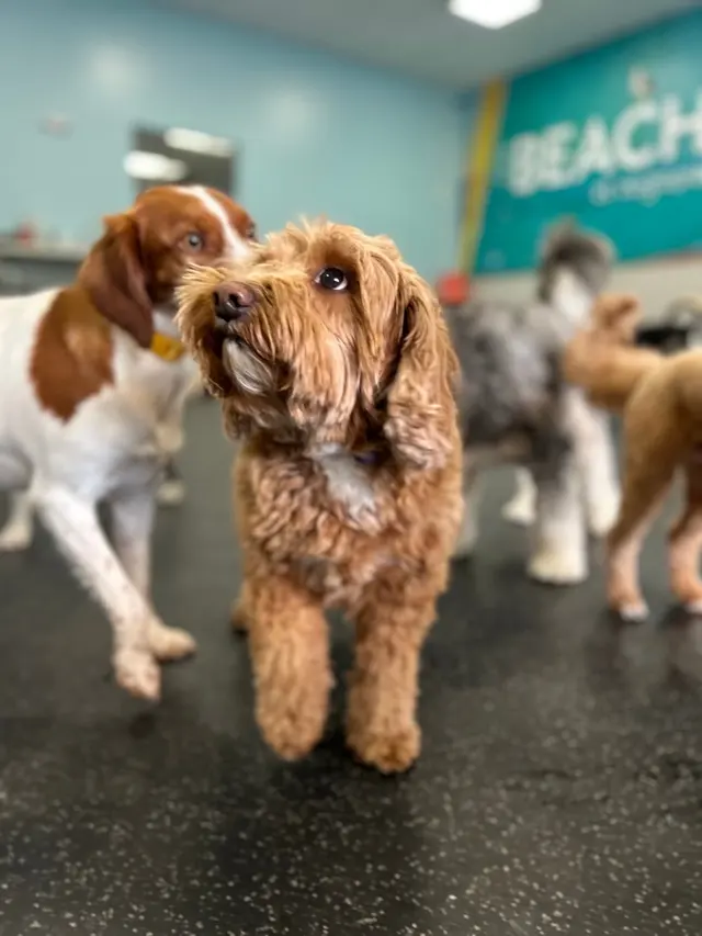 Dogtopia of New Orleans — photo from the business 7