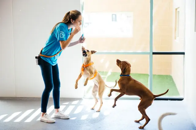 Dogtopia of New Orleans — photo from the business 1