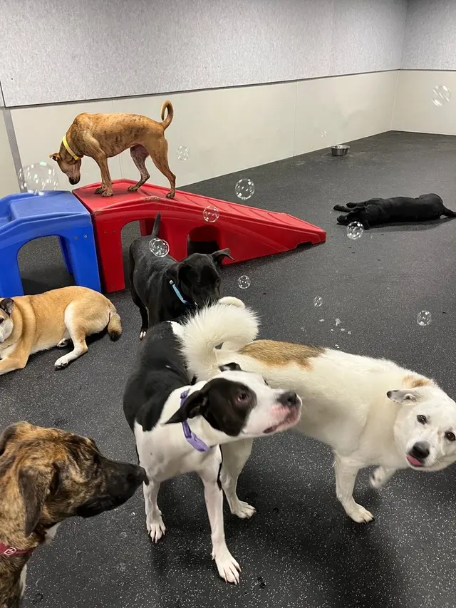 Dogtopia of New Orleans — photo from the business 4