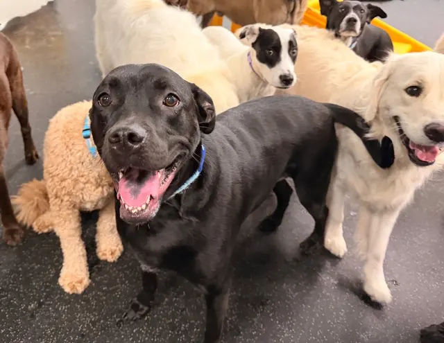 Dogtopia of New Orleans — photo from the business 5