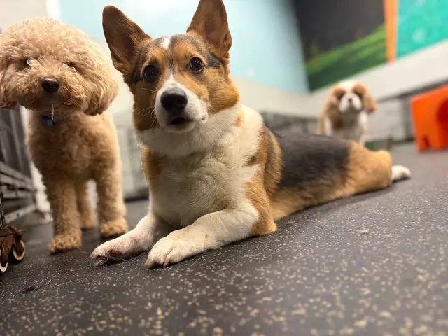 Dogtopia of New Orleans — photo from the business 3
