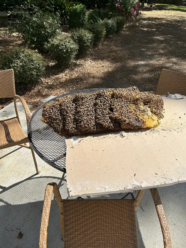 Brent's Honey Bee Rescue and Removal — photo from the business 10