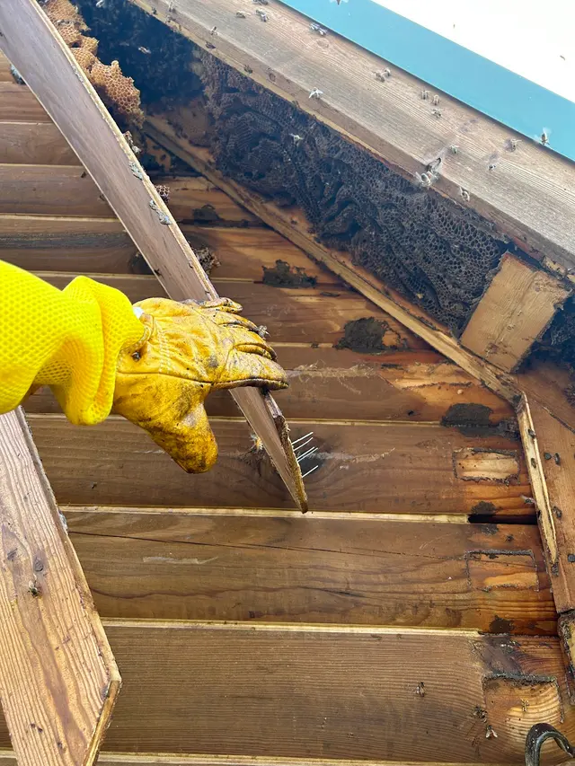 Brent's Honey Bee Rescue and Removal — photo from the business 4