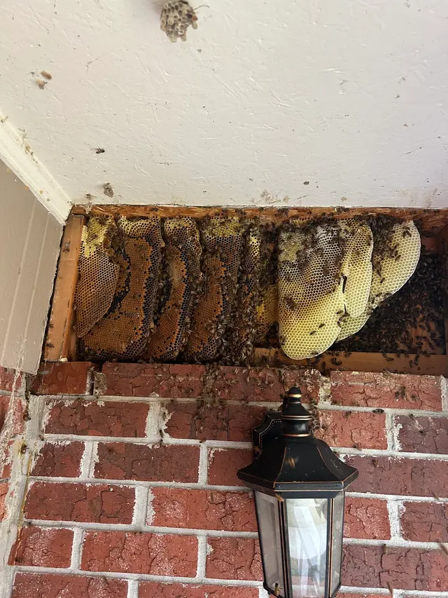 Brent's Honey Bee Rescue and Removal — photo from the business 3