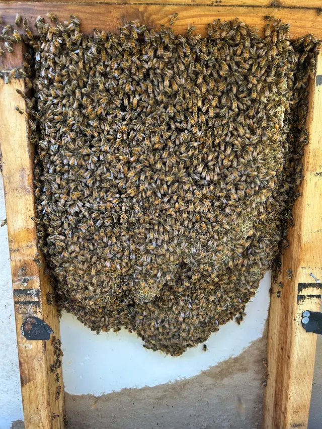 Brent's Honey Bee Rescue and Removal — photo from the business 1